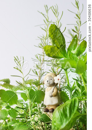 種植廚房草藥 30486636