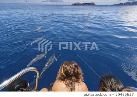 觀看小笠原的海豚 觀看小笠原的海豚 30486637