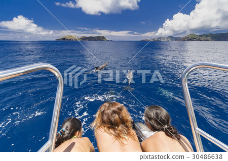 觀看小笠原的海豚 觀看小笠原的海豚 30486638