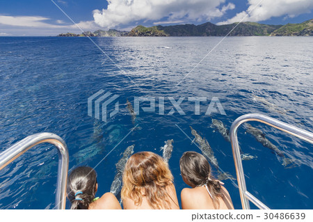 觀看小笠原的海豚 觀看小笠原的海豚 30486639