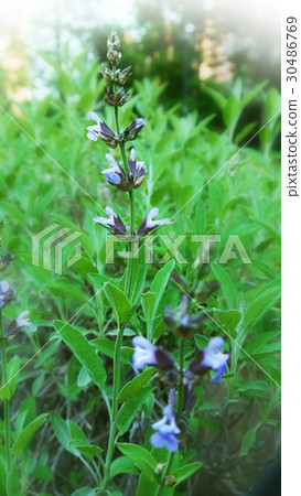 Sage herb Sage herb 30486769