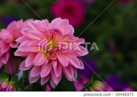 Beatiful pink dahlia flower 30486975