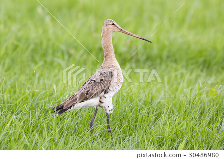 Black-tailed godwit 30486980