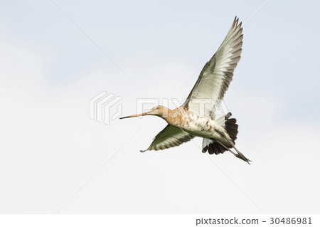 Black-tailed godwit Black-tailed godwit 30486981