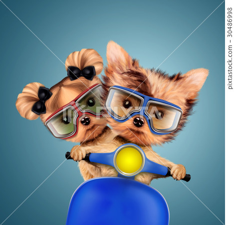 Couple of funny dogs on a motorbike 30486998