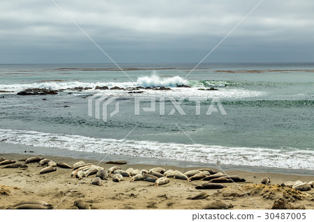 Piedras Blancas Elephant Seals 30487005