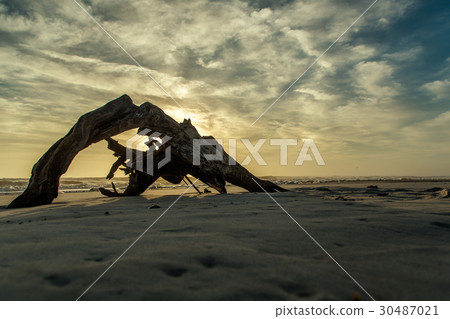 Driftwood on the Beach Driftwood on the Beach 30487021