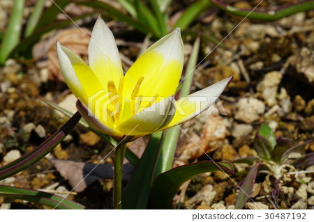 Primitive tulip taruda Primitive tulip taruda 30487192