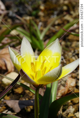 Primitive tulip taruda Primitive tulip taruda 30487194