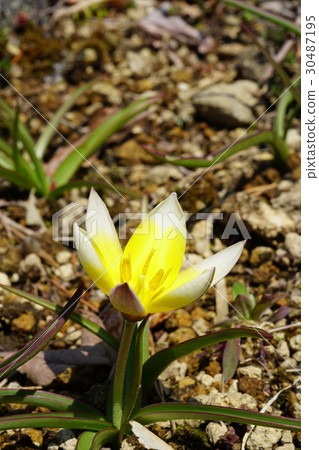 Primitive tulip taruda Primitive tulip taruda 30487195