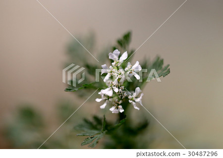 Pakuti flowers 30487296