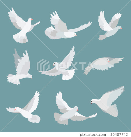 Set white doves peace isolated on background. Bird 30487742