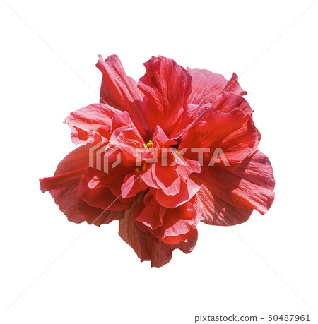 Red hibiscus flower isolated on white Red hibiscus flower isolated on white 30487961