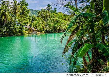 Jungle green river Loboc at Bohol island of 30488318