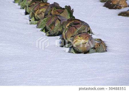 在雪的保存越冬圓白菜圓白菜 在雪的保存越冬圓白菜圓白菜 30488351