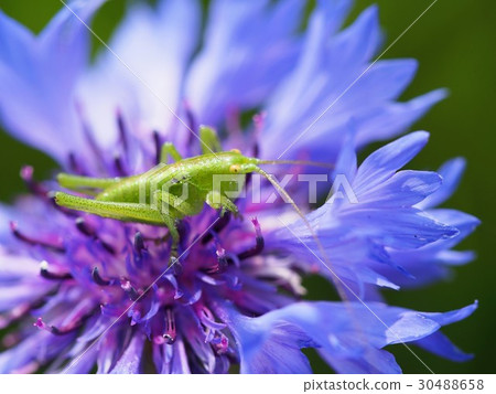 Yambriptil和箭頭草 30488658