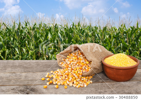uncooked corn seeds and cornmeal uncooked corn seeds and cornmeal 30488850