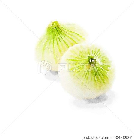 新洋蔥_水彩風格 新洋蔥_水彩風格 30488927