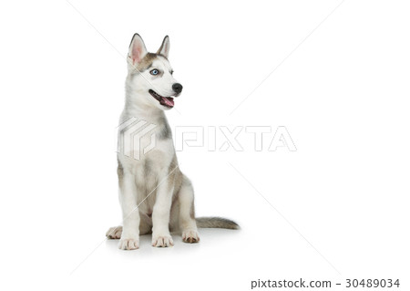 Cute husky puppy dog 30489034