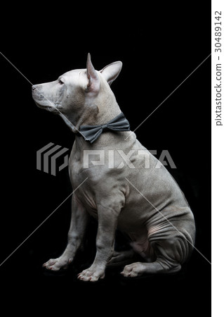 Thai ridgeback puppy Thai ridgeback puppy 30489142