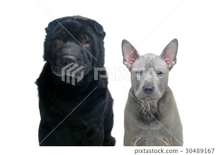 Beautiful dogs isolated on white background Beautiful dogs isolated on white background 30489167