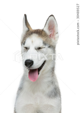 Cute husky puppy dog Cute husky puppy dog 30489327