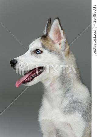 Cute husky puppy dog 30489333