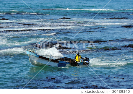海帶釣魚 30489340