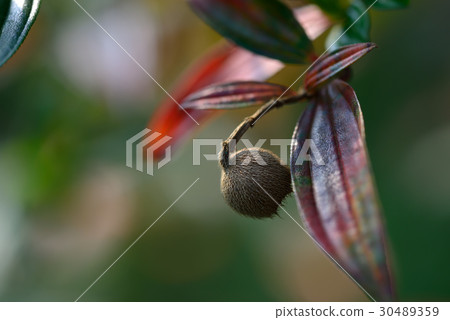 植物 花 果實 紫牡丹 野牡丹 巴西野牡丹 紫紺野牡丹 蒂牡丹 蒂牡花 紫花野牡丹 褐 褐色 30489359