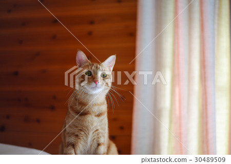 布朗貓 布朗貓 30489509