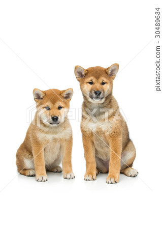 Beautiful shiba inu puppy isolated on white 30489684