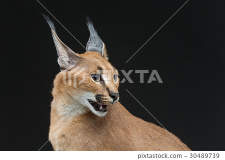 Beautiful caracal lynx over black background 30489739