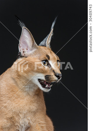 Beautiful caracal lynx over black background 30489743