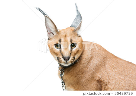 Beautiful caracal lynx isolated on white 30489759