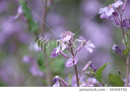 Murasakihanana 30489788