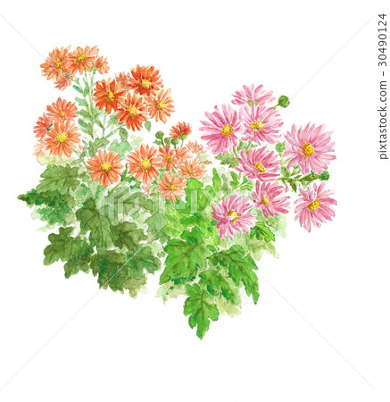 科吉克2 科吉克2 30490124