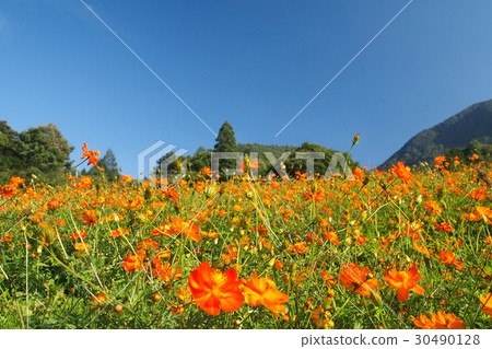 [Autumn] Orange Cosmos (Yamagata / Funsan) 30490128
