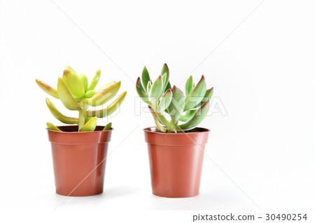 Succulent plants 30490254
