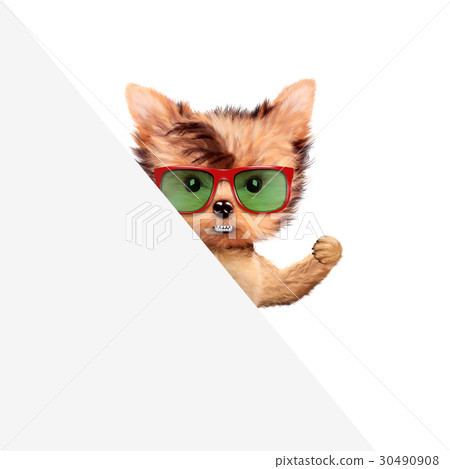 Funny puppy holding empty banner 30490908