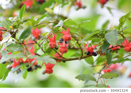 米奇艾草 30491324