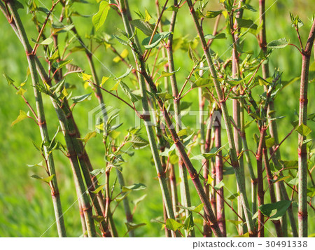 日本虎杖 日本虎杖 30491338