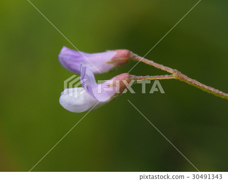 四籽野豌豆 30491343