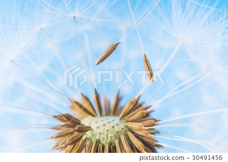 Dandelion abstract. White blowball over blue sky Dandelion abstract. White blowball over blue sky 30491456