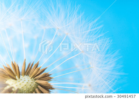Dandelion abstract. White blowball over blue sky Dandelion abstract. White blowball over blue sky 30491457