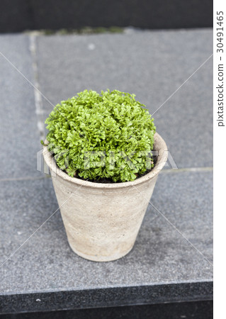 Cushion Moss Cushion Moss 30491465