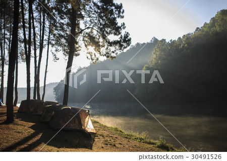 tent under the pine forest at morning. tent under the pine forest at morning. 30491526