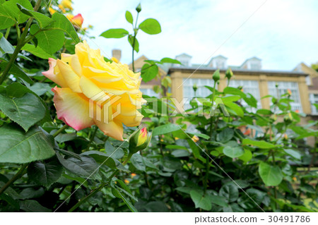 Hatoyama Kaikan and Spring Rose (May) Otowa in Bunkyo-ku, Tokyo 30491786