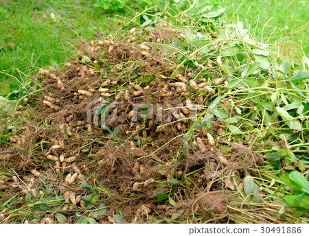 peanuts  plant in farmland 30491886