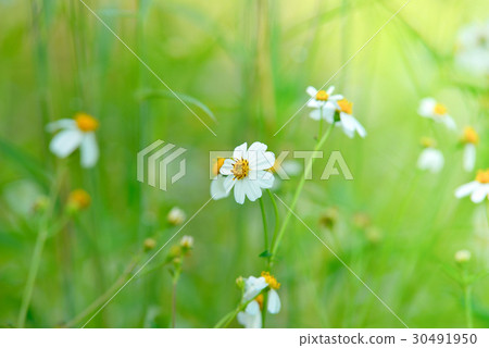 nature green background nature green background 30491950