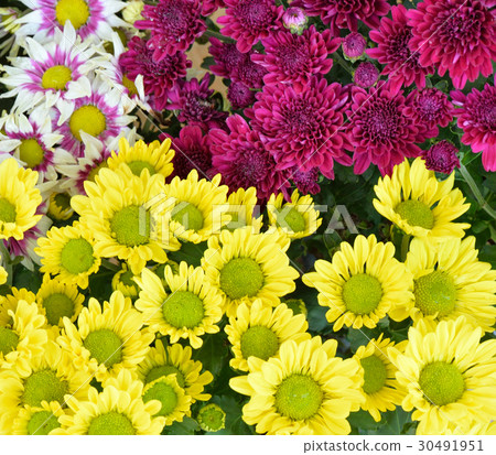 chrysanthemum flowers  background. 30491951